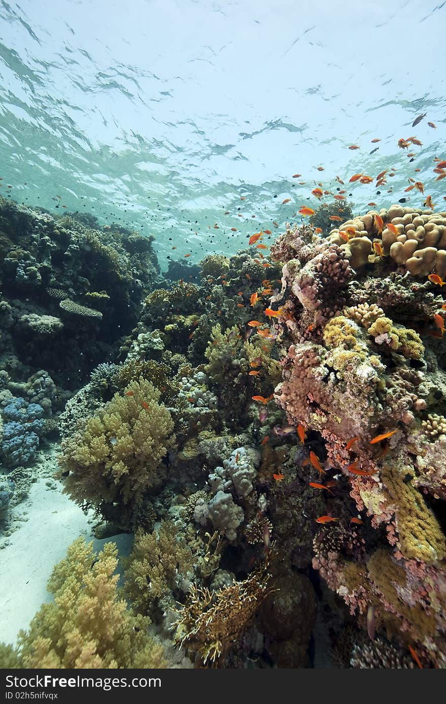 Coral and fish in the Red Sea