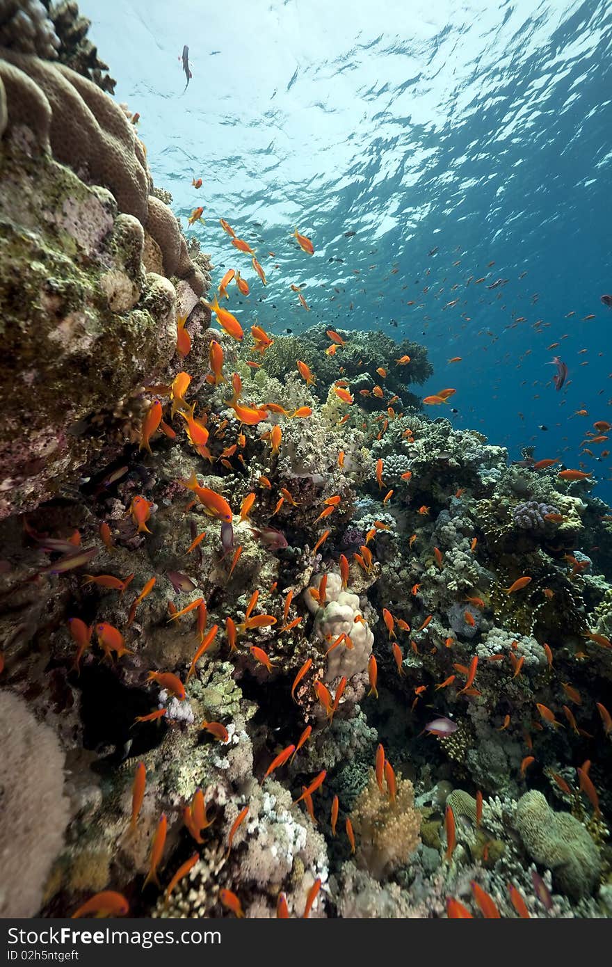 Coral and fish in the Red Sea