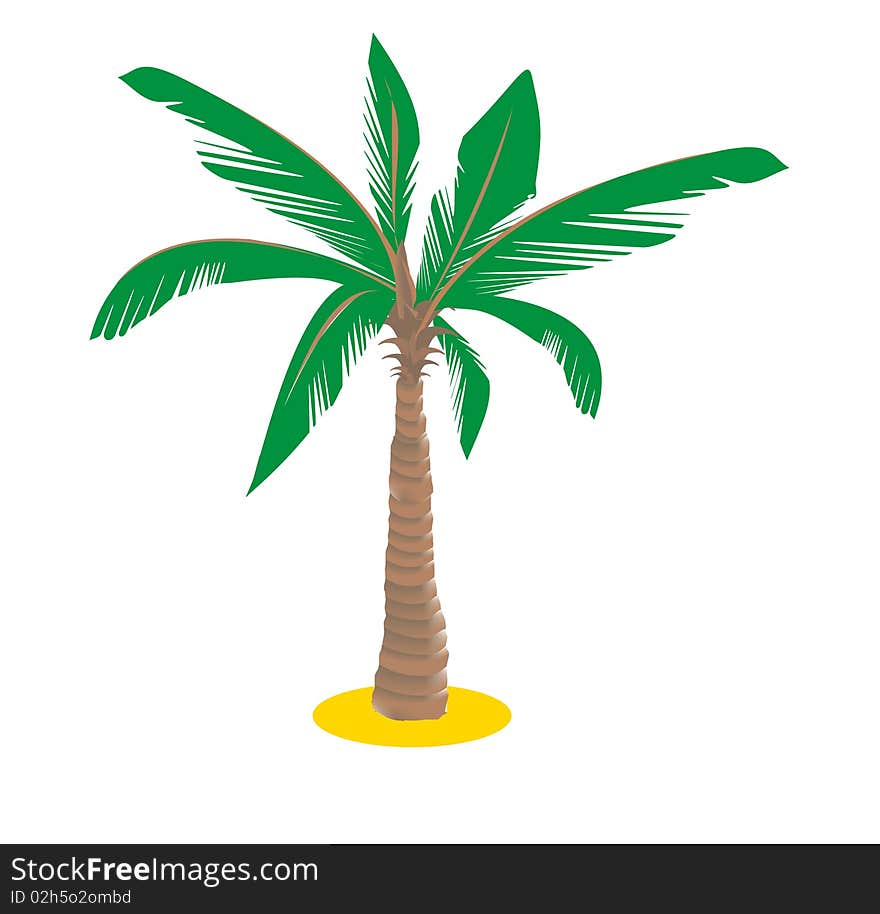 Palm