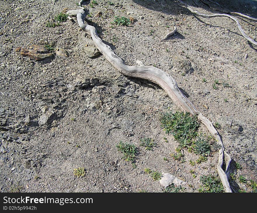 The bared root of southern tree has similarity to snake. The bared root of southern tree has similarity to snake