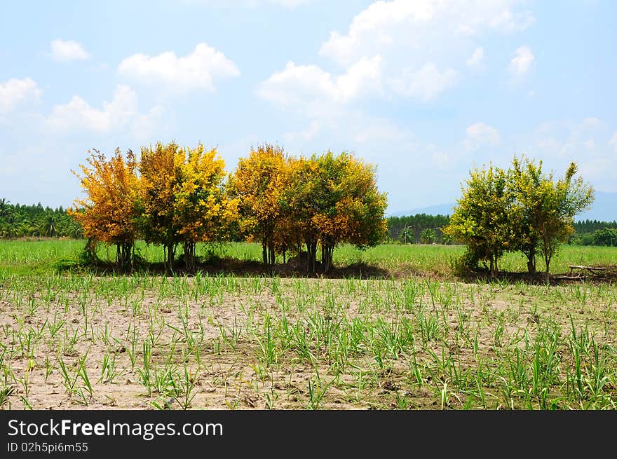 Yellow Tree