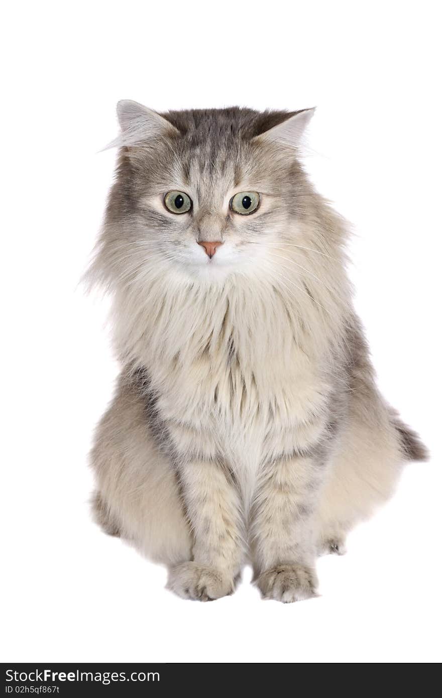 Grey fluffy cat on a white background. Grey fluffy cat on a white background