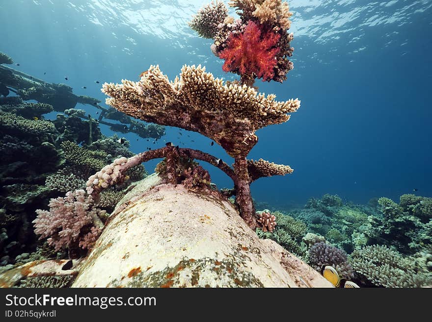 Wreck freighter Kormoran - sank in 1984 Tiran