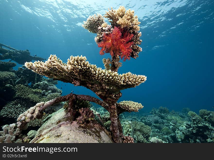 Wreck German freighter Kormoran - sank in 1984 Tiran