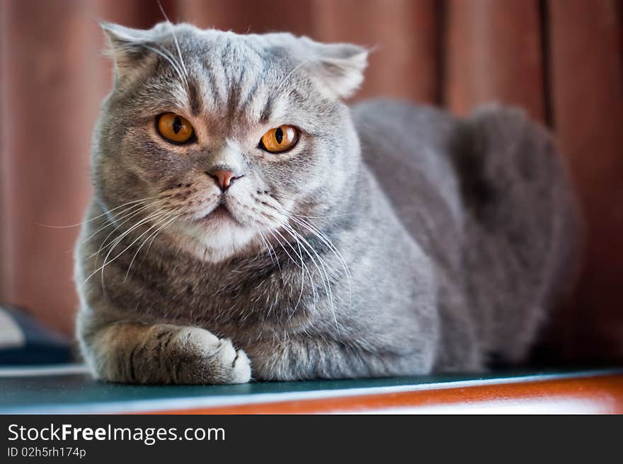 Cat rests on the table at home