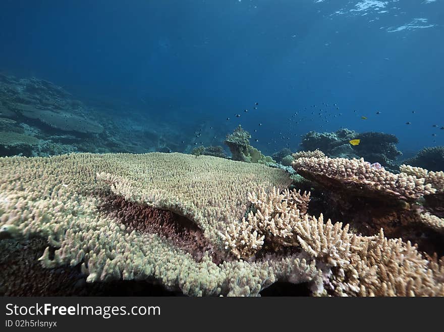 Wreck freighter Kormoran - sank in 1984 Tiran