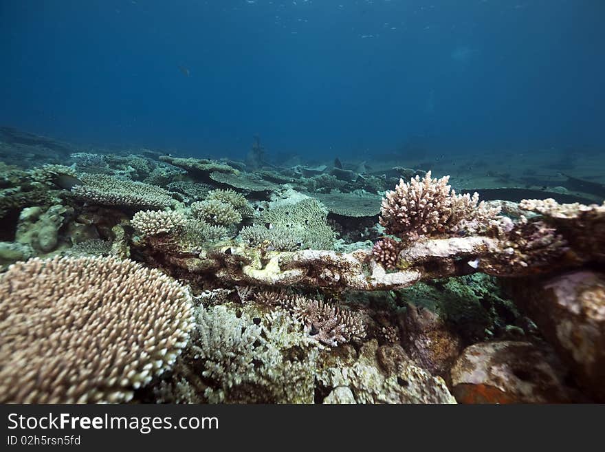 Table coral taken in the Red Sea. Table coral taken in the Red Sea.