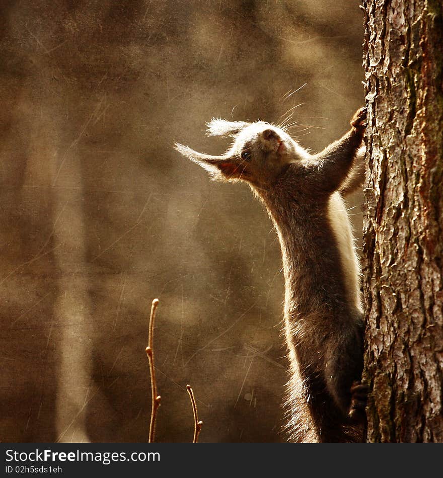 Cute squirrel climbing a tree