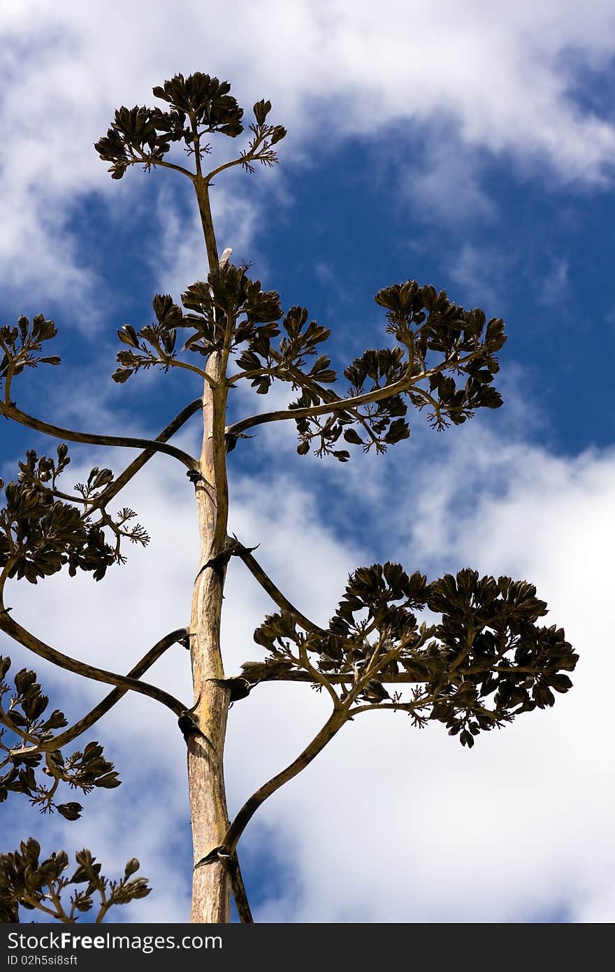 Dry Agave Flower. Succulent Plant Against Blue Sky