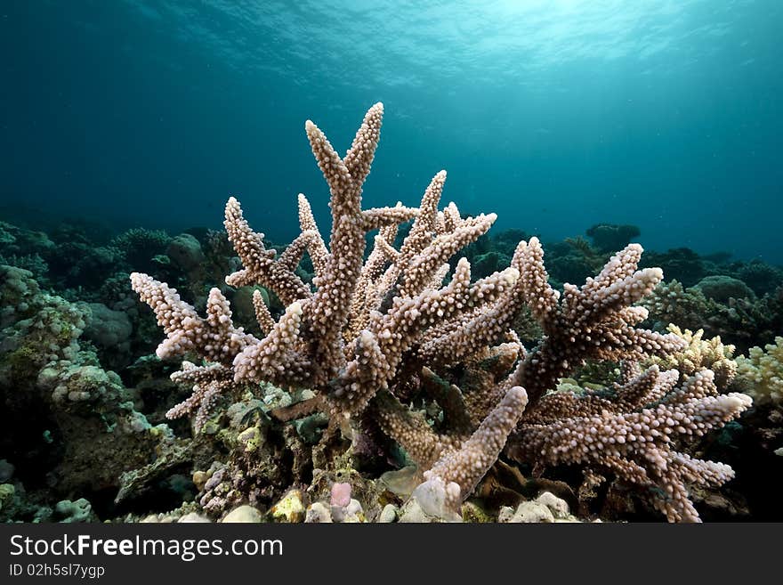 Ocean and coral taken in the Red Sea, Tiran. Ocean and coral taken in the Red Sea, Tiran.