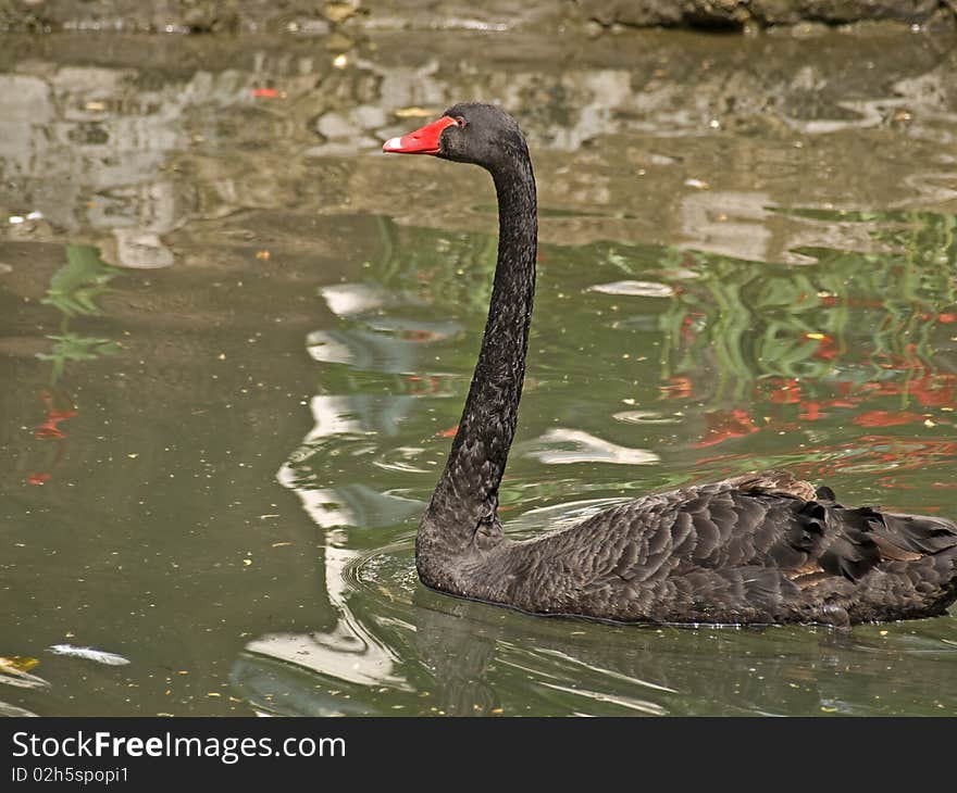 A black swan swimming on a lake