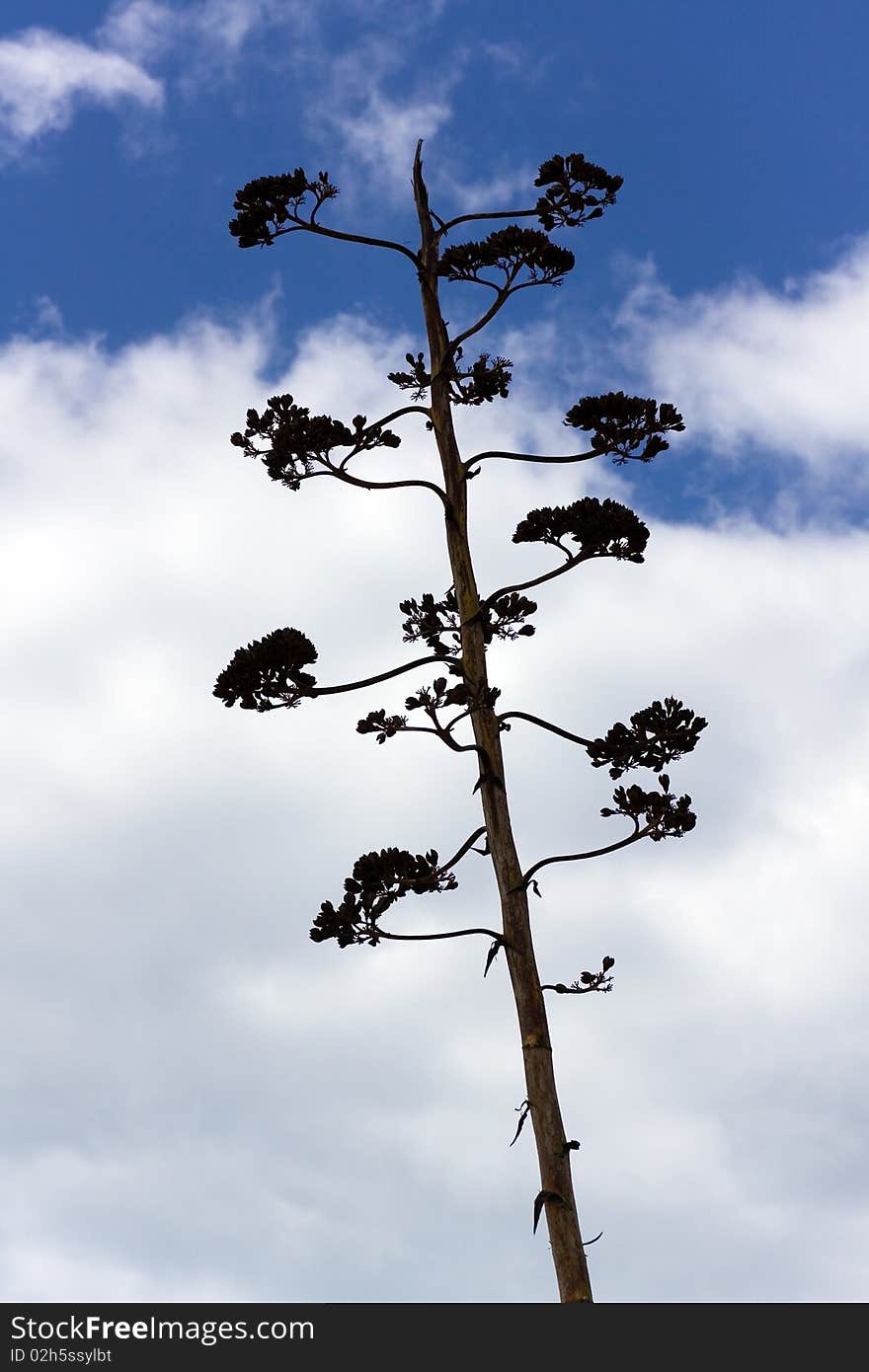 Dry agave flower. Succulent plant against blue sky