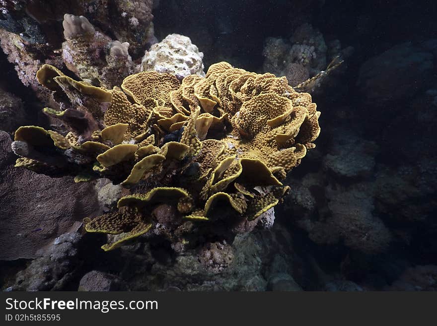 Leaf coral in the Red Sea