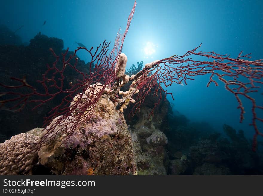 Ocean and coral taken in the Red Sea.