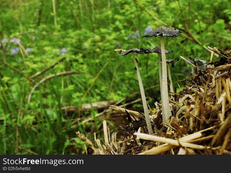 Forest Mushrooms