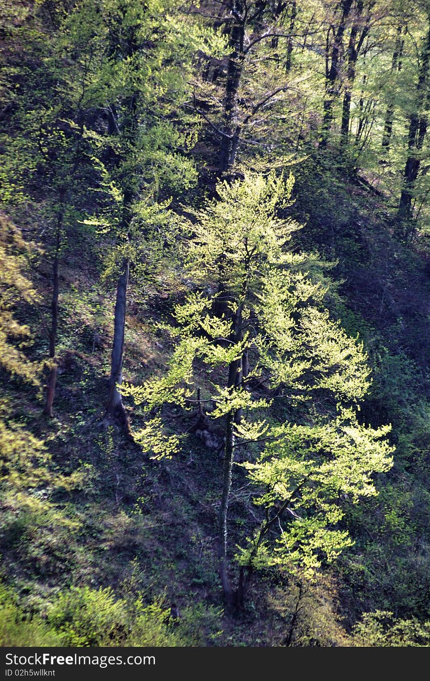 One nice green tree with young spring leaves. One nice green tree with young spring leaves