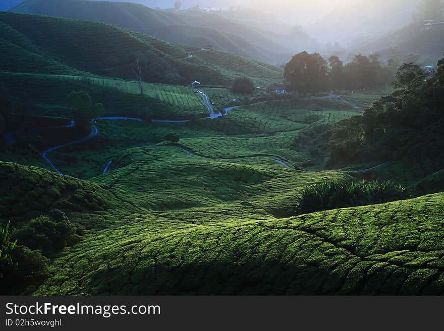 Tea plantation view in morning