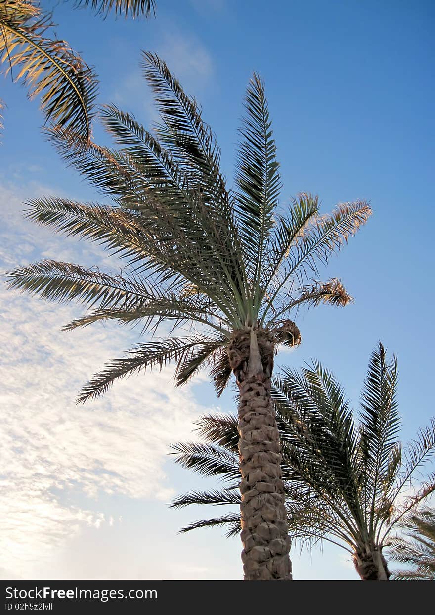 Shapes of tropical palms on Sinai.