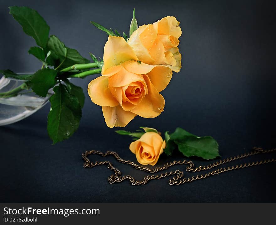 Close up bright yellow rose and a chain. Close up bright yellow rose and a chain