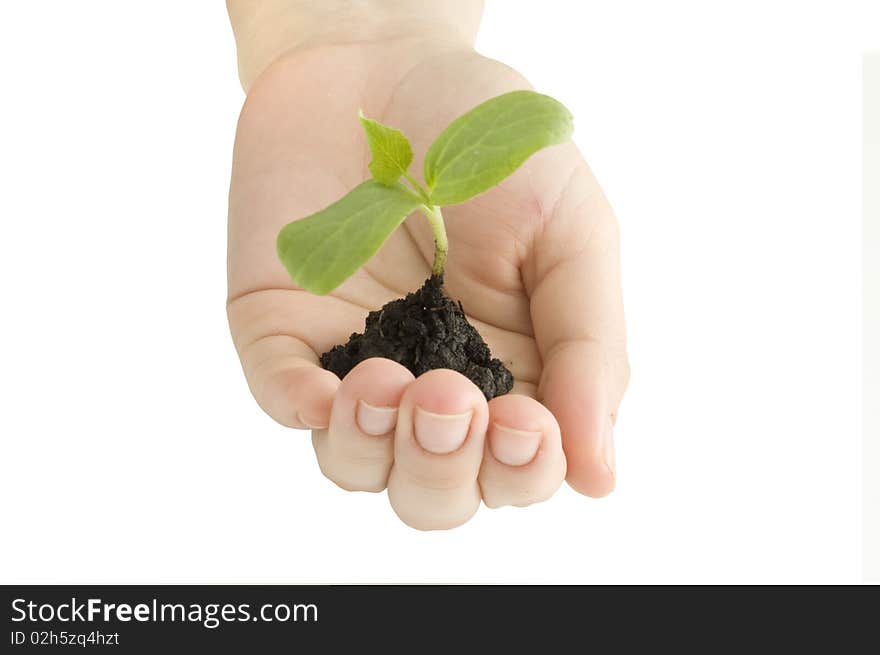 Seedling in his hand on a white background