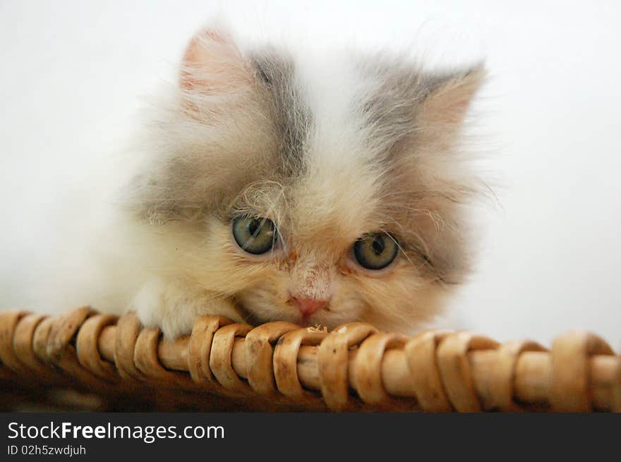 Close up persian kitten on the basket