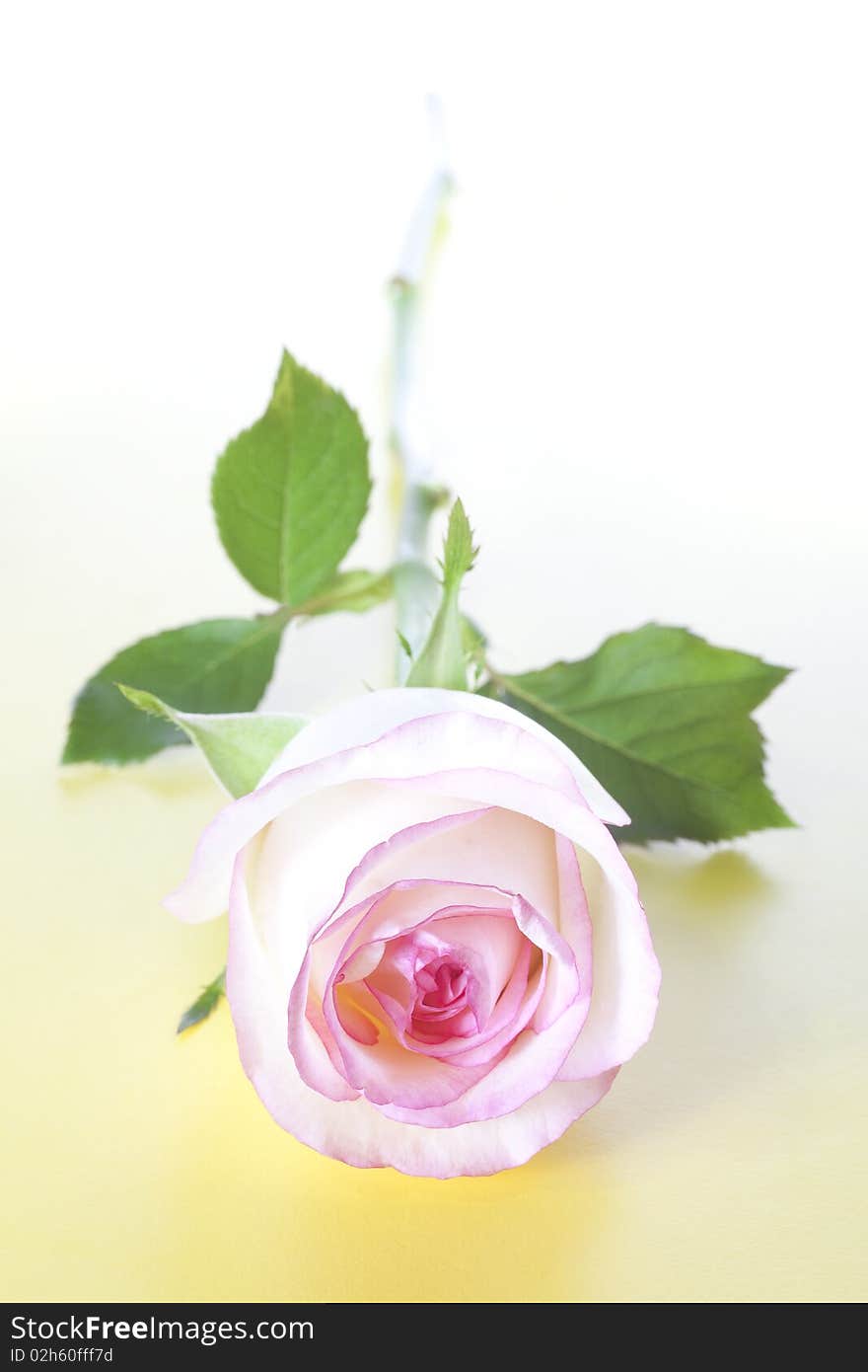 Pink And White Rose