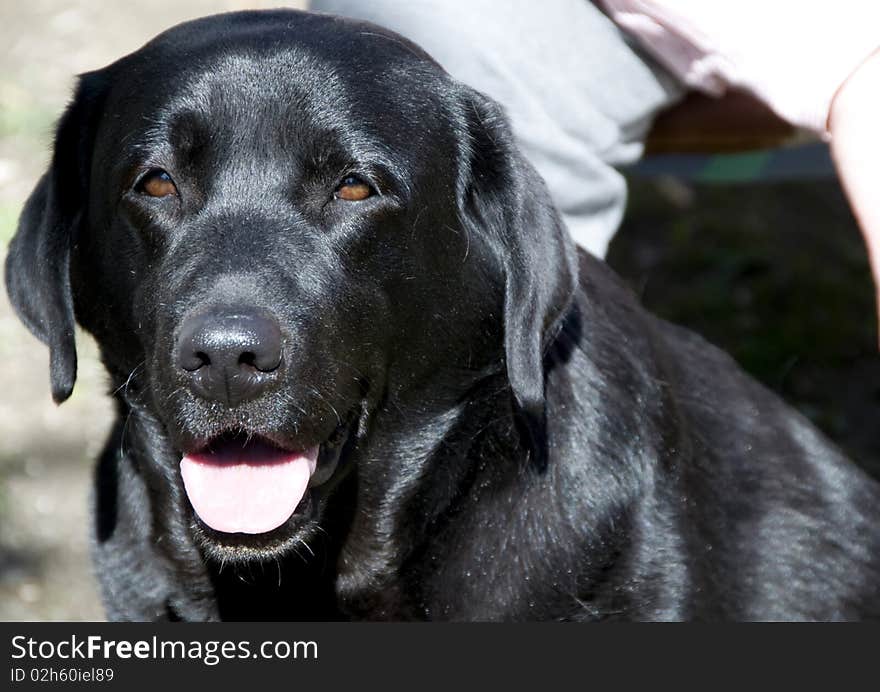 Picture of a black labrador in a sunny day