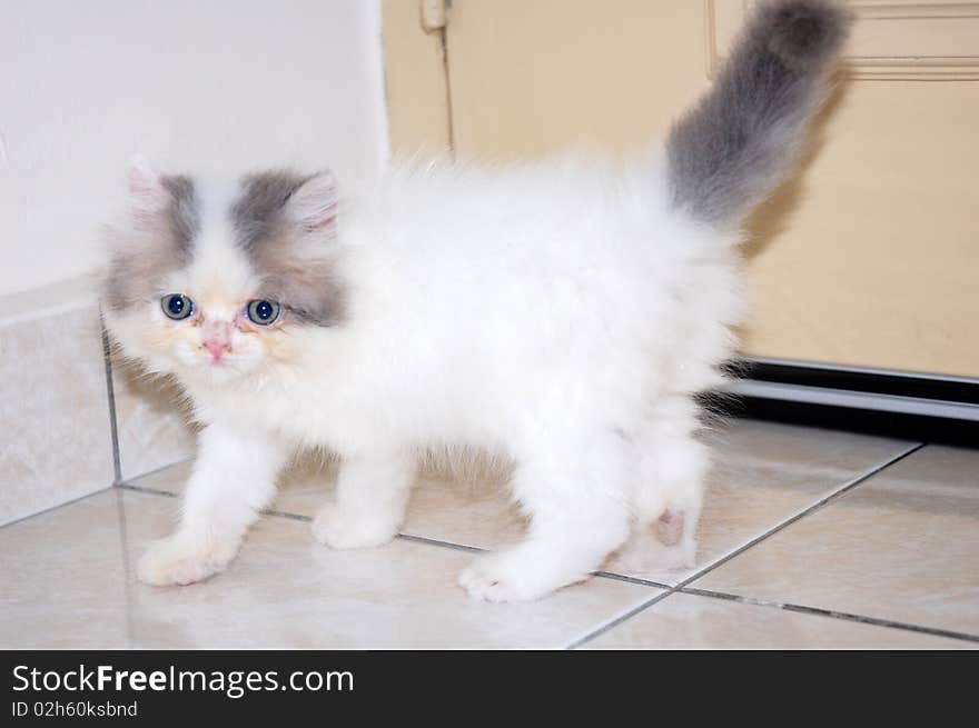 Persian kitten