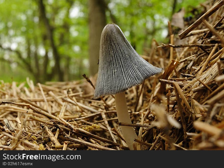 Mushroom In Straw Litter