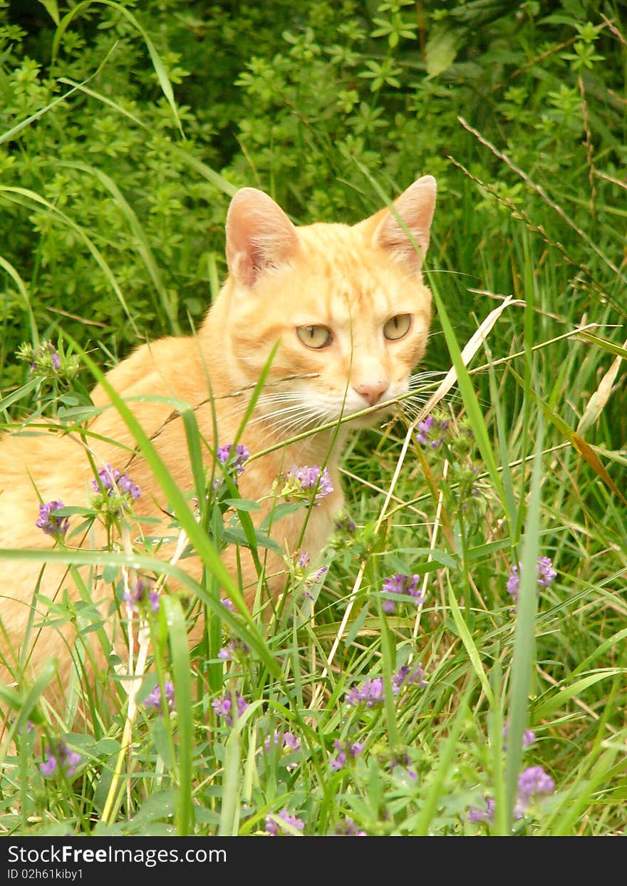 Red cat in the grass