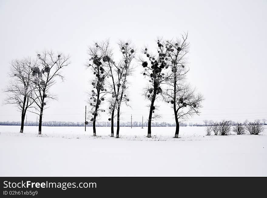 Mistletoe in the trees along the road on a background of white snow. Mistletoe in the trees along the road on a background of white snow