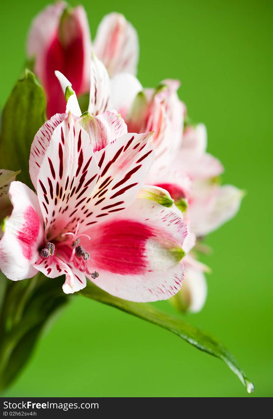 Alstroemeria