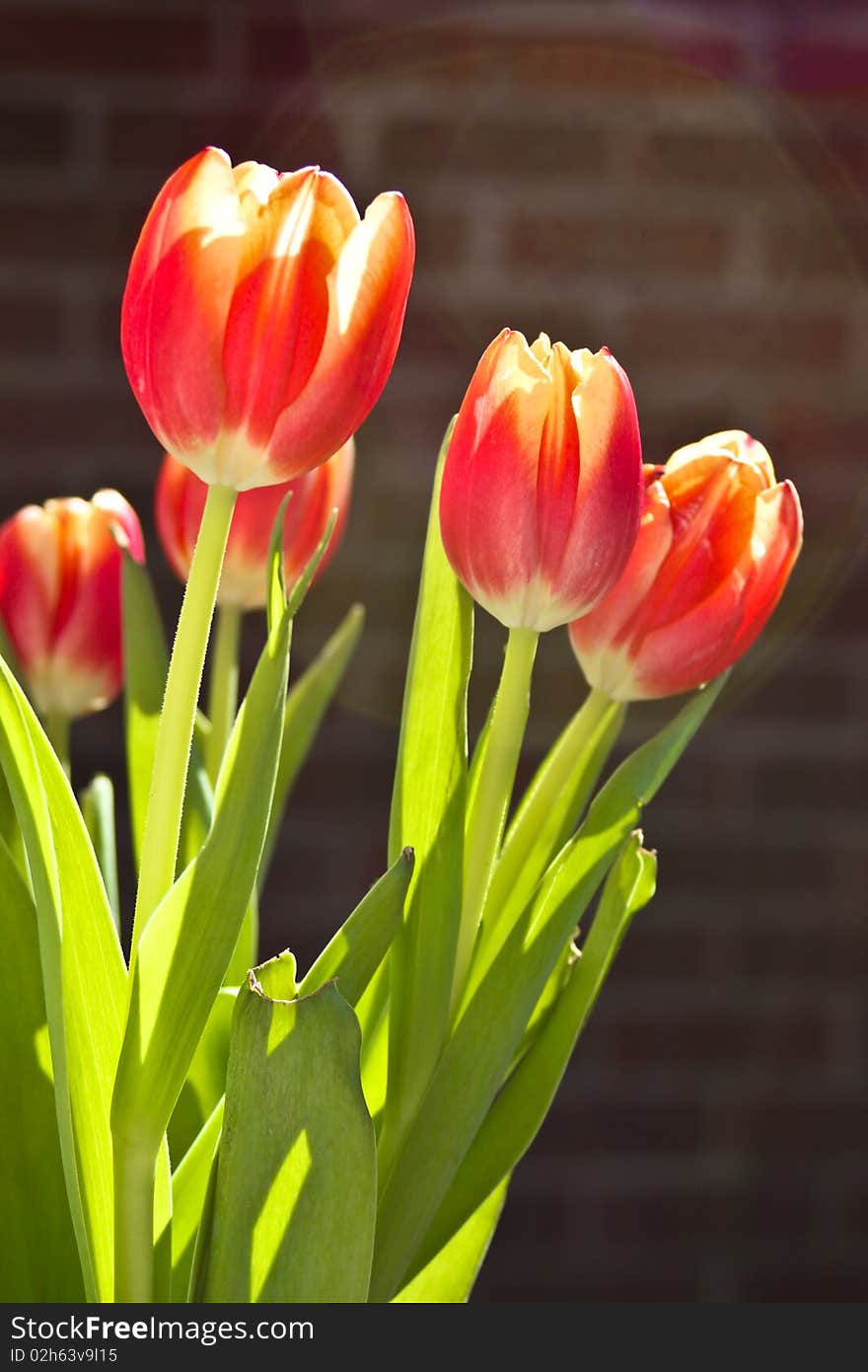 Tulip Bouquet in Sunlight