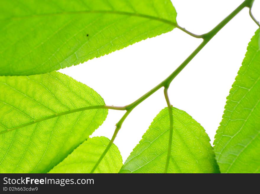 Leaves in sunshine.