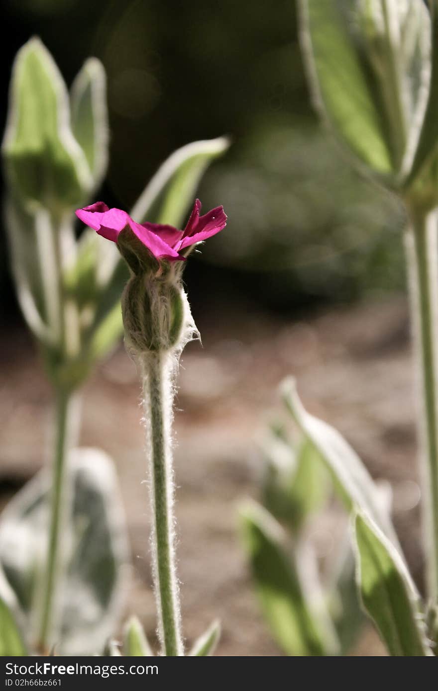 Dark Pink Flower in Sunlight