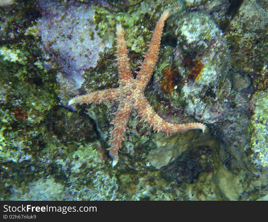 Starfish of Red sea