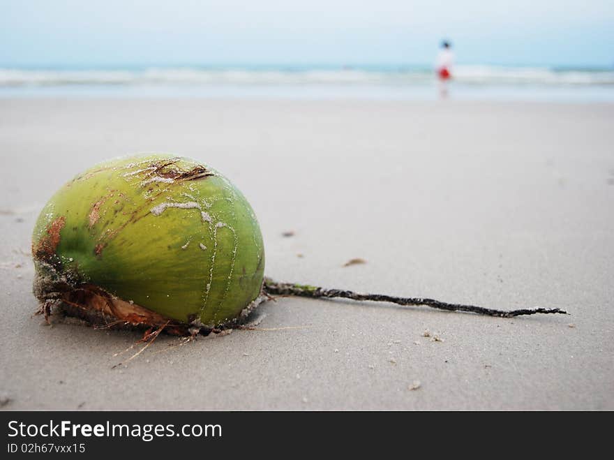 Coconut on the beach