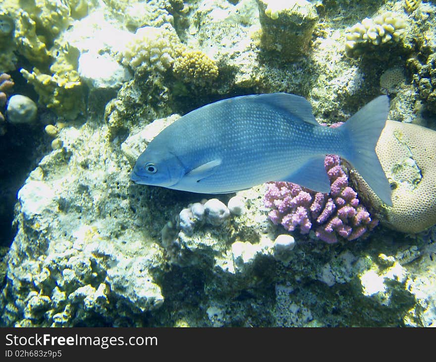 Fish is fed on corals in Red sea. Fish is fed on corals in Red sea