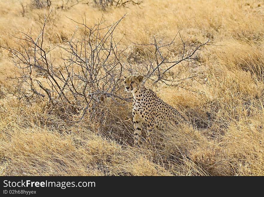 Young cheetah