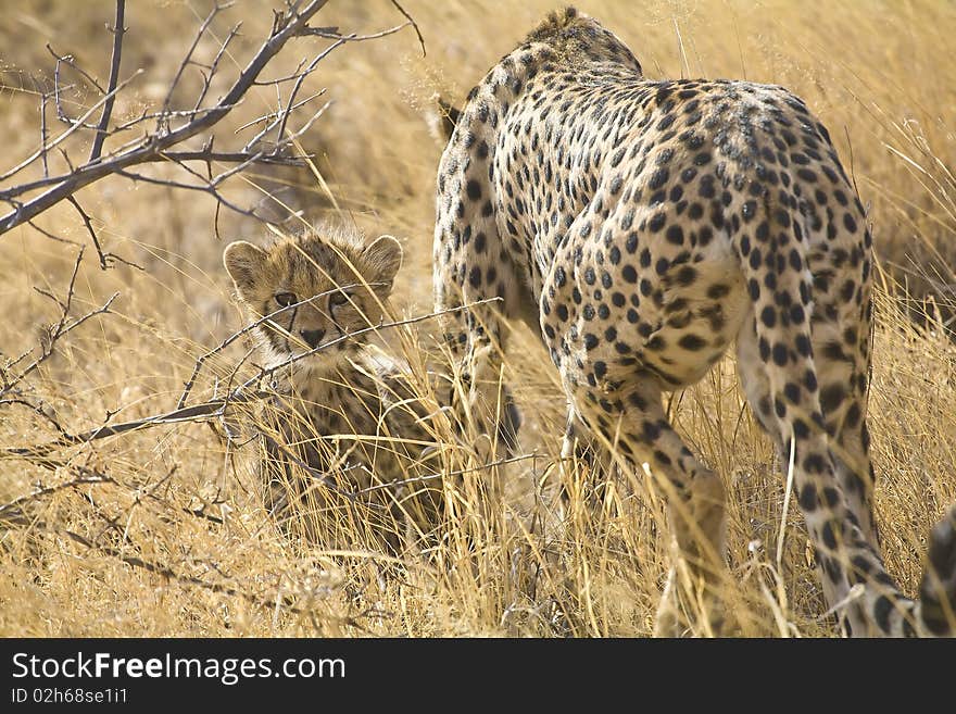 A cheetah cub looks bravely straight at the camera next to his mother. A cheetah cub looks bravely straight at the camera next to his mother