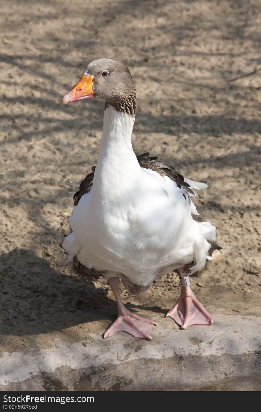 Curious Goose