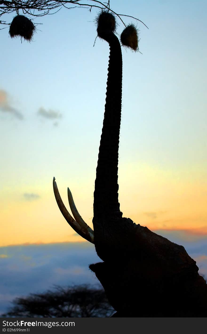 An elephants feeds on nests of sunbirds at sunrise in masai mara, kenya. An elephants feeds on nests of sunbirds at sunrise in masai mara, kenya