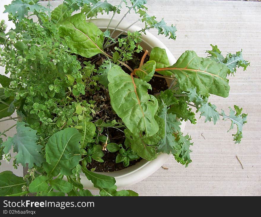 Stock image of Garden Herbs