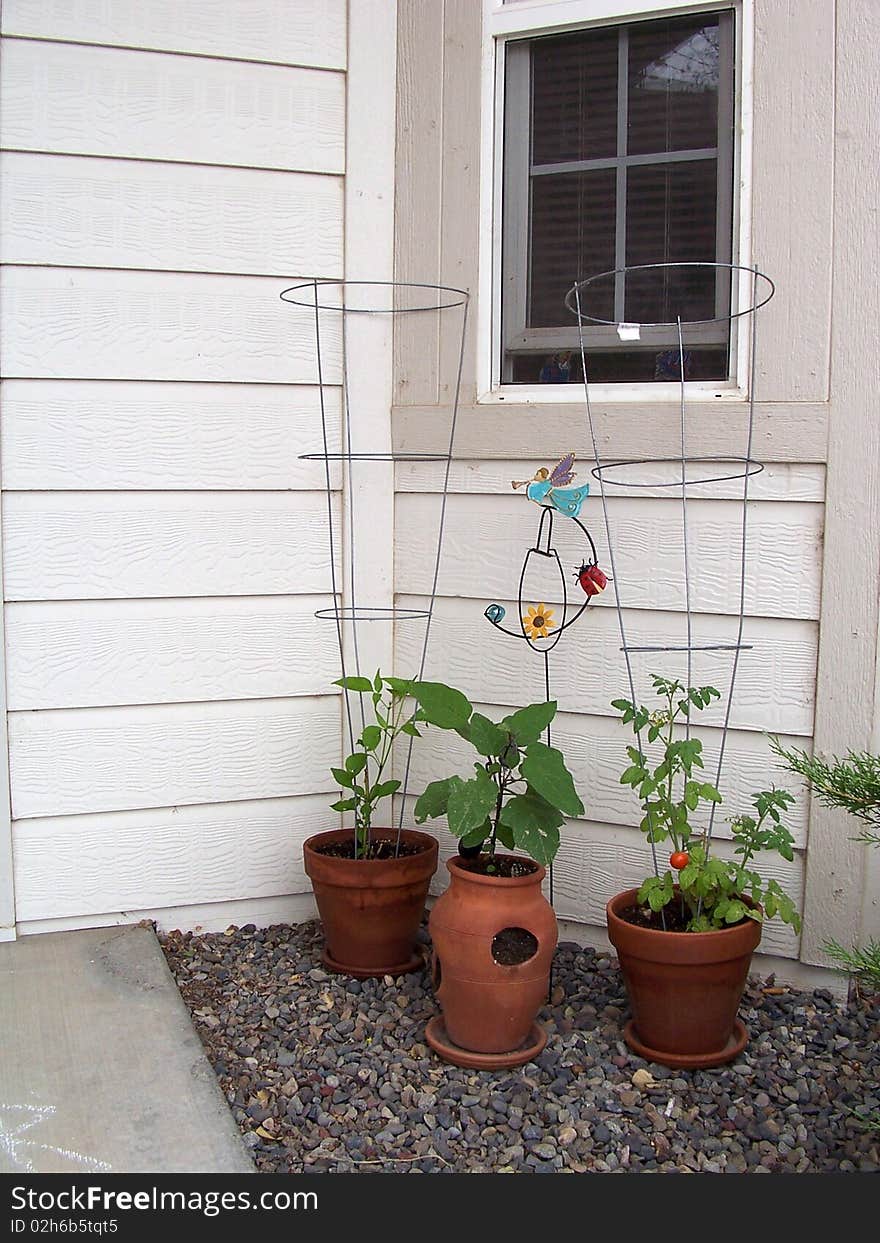 Home grown Japanese eggplant , hot pepper and cherry tomatoes in terracotta pots near window . Home grown Japanese eggplant , hot pepper and cherry tomatoes in terracotta pots near window .