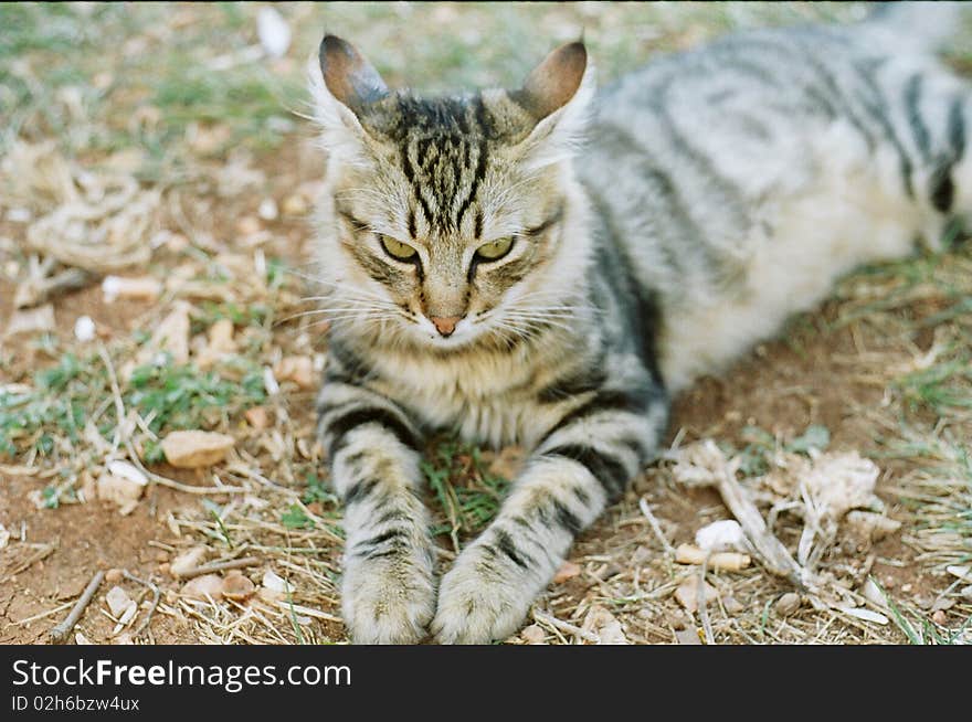 A Cat laying on grass. A Cat laying on grass