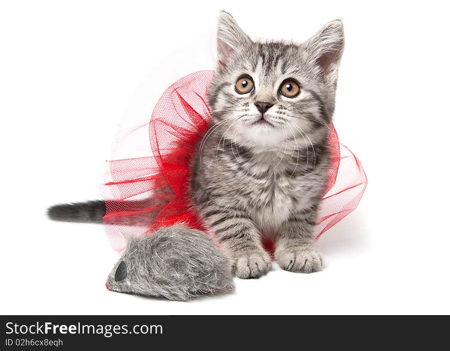 Grey kitten with funny red skirt and mouse toy, isolated on white. Grey kitten with funny red skirt and mouse toy, isolated on white