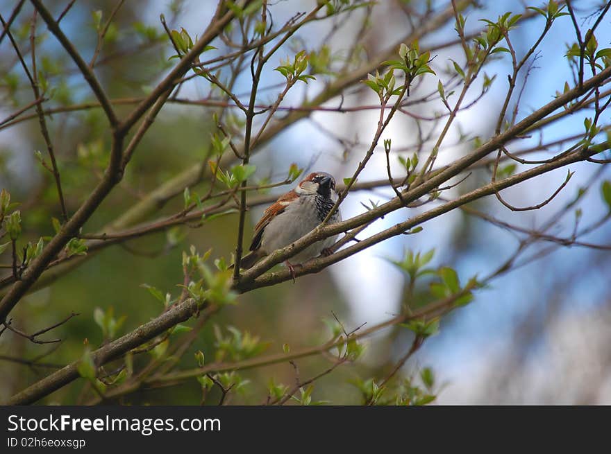 Beautiful sparrow on a tree