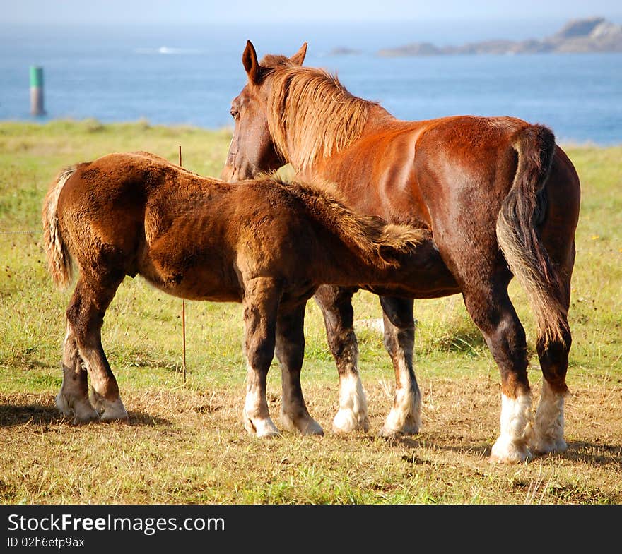 Horses And Cordiality