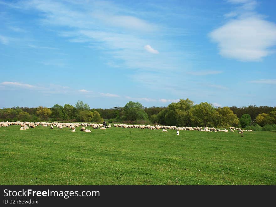 A flock of sheep grazing fresh grass