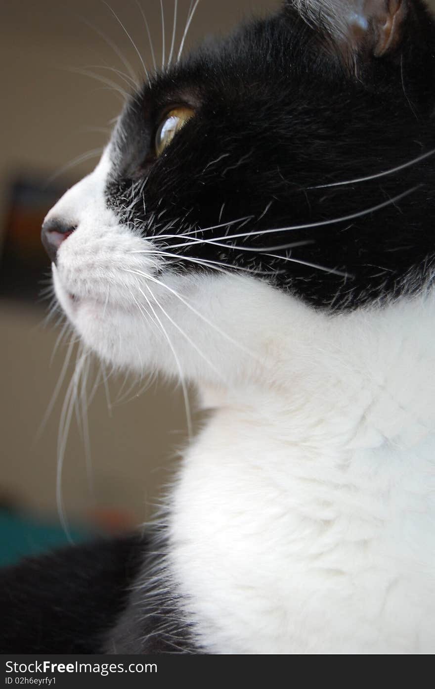 A black and white cat named Gribouille.